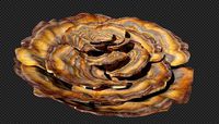 turkey tail mushroom
