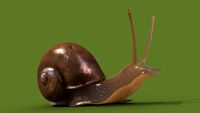Snail 3D Model