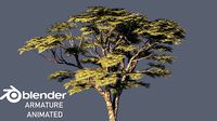 saman  tree