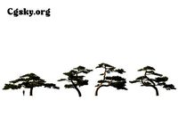 Pinus taiwanensis - Formosan Pine 01 Tree  3D Model