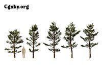 Pinus tabuliformis - Chinese   pine  03 Tree 3D Model
