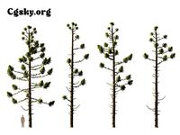 Araucaria  angustifolia - Brazilian pine  08 Tree 3D Model
