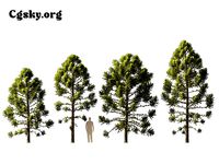 Araucaria angustifolia - Brazilian pine 06  Tree  3D model
