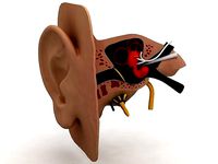 Human Ear Anatomy 3D model
