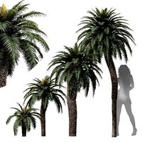 New Tree High detail Cycas Revoluta Palmfarn Fruit Tree