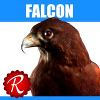 Falcon 3D Model