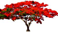 Gulmohar tree