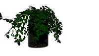plant. bruin glas v-ray ready