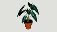 蔓绿绒Colocasia Esculenta Inhame Imperial Tinhorão Preto