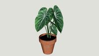 蔓绿绒Philodendron Gloriosum Filodendro Glorioso Arum Cordatum