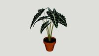 Alocasia Amazônica Punhal Malaio