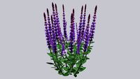 Enlarged Salvia caradonna
