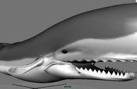 Whale 3D Model