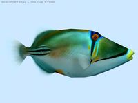 Picasso triggerfish 3D Model