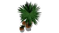 YUcca