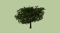 Pleached Tree