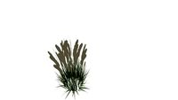 Feather Reed Grass