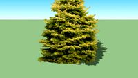 Abies concolor 'Wintergold'