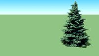 Abies concolor