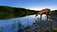 The lake