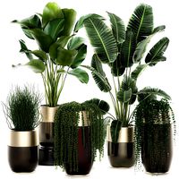 houseplants in a luxury pot for the interior 706