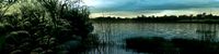 reeds
