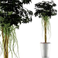 plants collection 87
