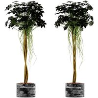 plants collection 90