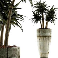plants collection 94