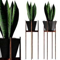 plants collection 99