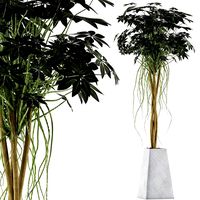plants collection 66