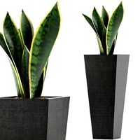 plants collection 68