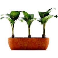 plants collection 70
