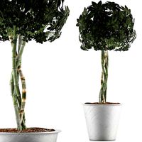 plants collection 72