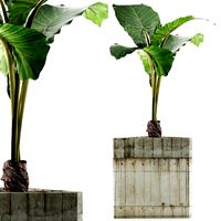 plants collection 83