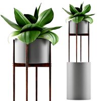 plants collection 85