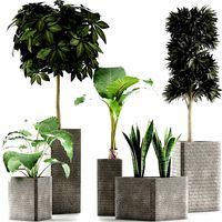 plants collection 39