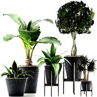 plants collection 40