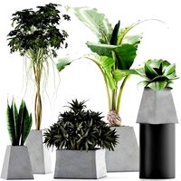 plants collection 42