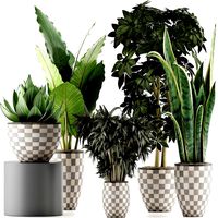 plants collection 43