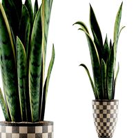 plants collection 44