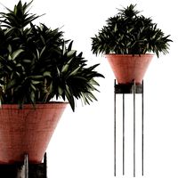 plants collection 49
