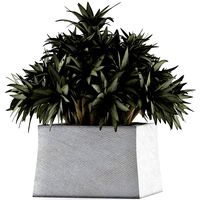 plants collection 51