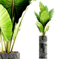 plants collection 59