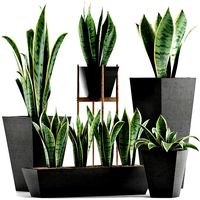 plants collection 29