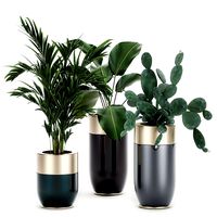 houseplants in a luxury pot for the interior 704