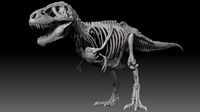 adult tyrannosaurus rex complete skeletons - trex adult sue