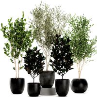 trees in a black pot for the interior 701