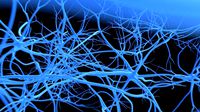 neurons