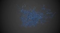 neurons